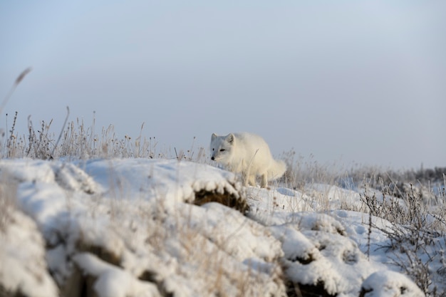 Volpe artica nel periodo invernale nella tundra siberiana.