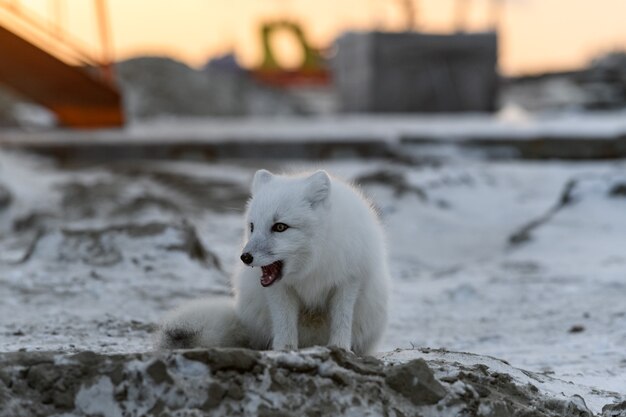 Volpe artica nell'orario invernale nella tundra siberiana al tramonto.