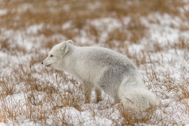 Volpe artica nell'orario invernale nella tundra siberiana.