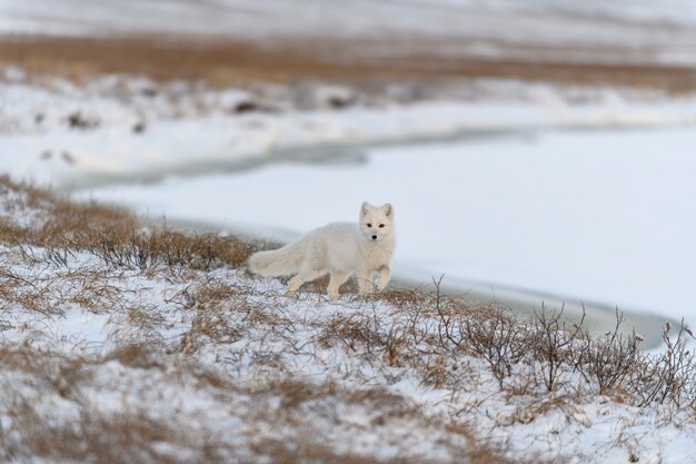 Volpe artica nell'orario invernale nella tundra siberiana.