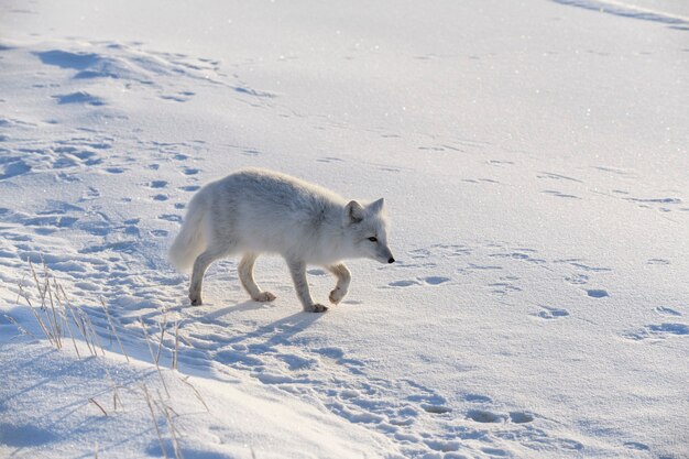 Volpe artica nella tundra siberiana nel periodo invernale.