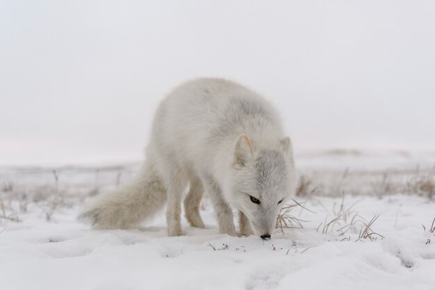 Volpe artica nella tundra siberiana nell'orario invernale.