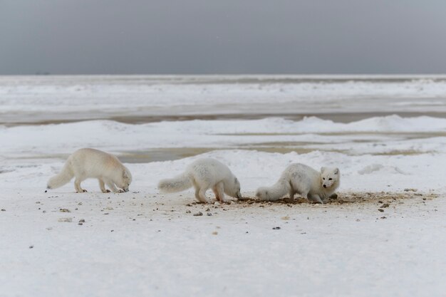 Volpe artica selvaggia che scava la neve sulla spiaggia Volpe artica bianca che cerca cibo nella tundra