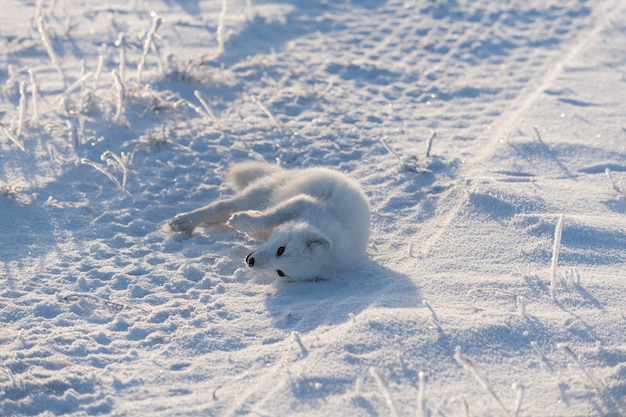 Volpe artica selvaggia che si trova nella tundra nell'orario invernale Gioco divertente della volpe artica