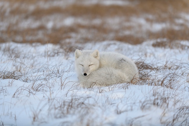 Volpe artica selvaggia nella tundra. Menzogne della volpe artica. Dormire nella tundra.