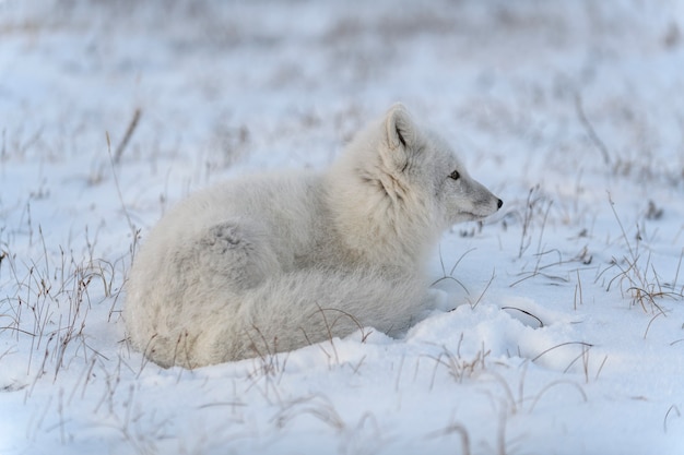 Volpe artica selvaggia nella tundra. Volpe artica sdraiata. Dormire nella tundra.