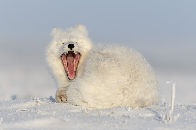 Volpe artica selvaggia (Vulpes Lagopus) nella tundra in inverno. Sbadigli di volpe artica bianca.