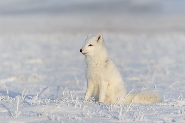 Volpe artica selvaggia (Vulpes Lagopus) nella tundra in inverno. Seduta bianca della volpe artica.