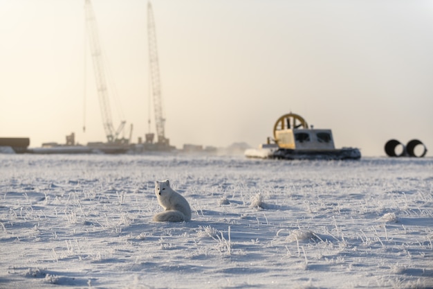 Volpe artica selvaggia (Vulpes Lagopus) nella tundra in inverno. Volpe artica bianca con hovercraft sullo sfondo.