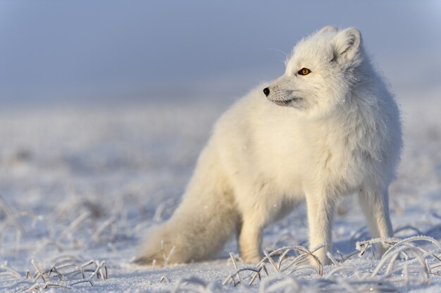 Volpe artica selvaggia (Vulpes Lagopus) nella tundra in inverno. Volpe artica bianca si chiuda.