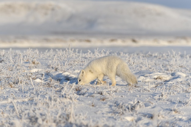 Volpe artica selvaggia Vulpes Lagopus nella tundra in inverno Volpe artica bianca