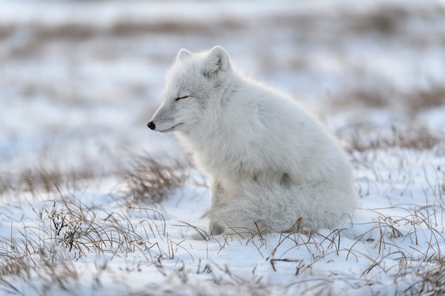 Volpe artica selvaggia (Vulpes Lagopus) nella tundra nel periodo invernale. Volpe artica bianca con gli occhi chiusi.