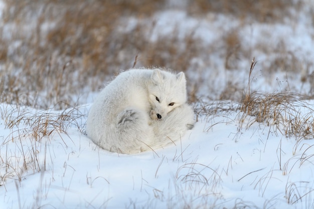 Volpe artica selvaggia (Vulpes Lagopus) nella tundra nel periodo invernale. Volpe artica bianca con gli occhi chiusi.