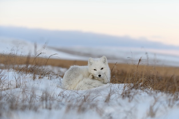 Volpe artica selvaggia (Vulpes Lagopus) nella tundra nel periodo invernale. Volpe artica bianca sdraiata.