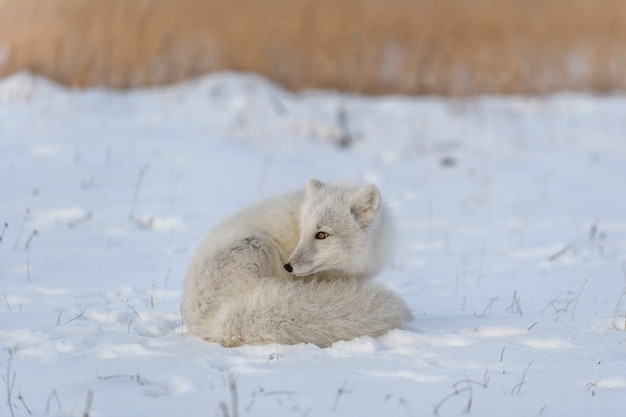 Volpe artica selvaggia (Vulpes Lagopus) nella tundra nel periodo invernale. Volpe artica bianca sdraiata.