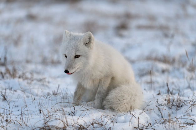 Volpe artica selvaggia (Vulpes Lagopus) nella tundra nel periodo invernale. Volpe artica bianca.