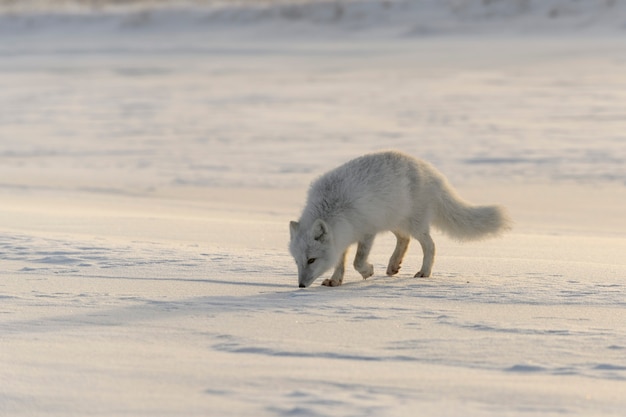 Volpe artica selvaggia (Vulpes Lagopus) nella tundra nel periodo invernale.