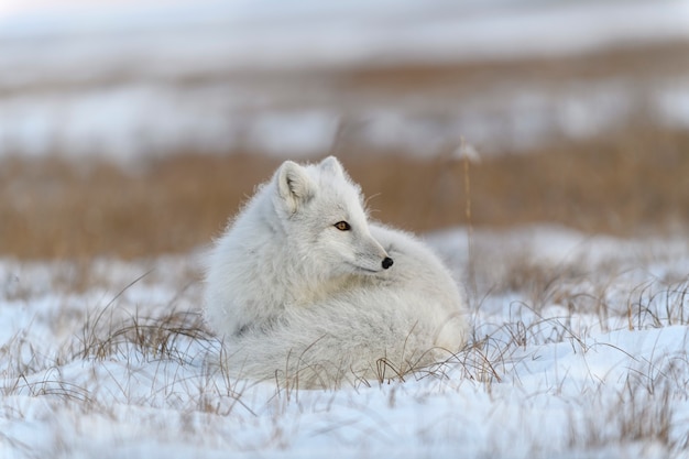 Volpe artica selvaggia (Vulpes Lagopus) nella tundra nell'orario invernale. Menzogne della volpe artica bianca.