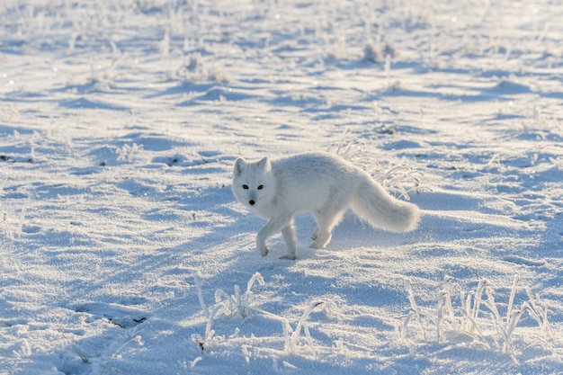 Volpe artica selvaggia (Vulpes Lagopus) nella tundra nell'orario invernale. Volpe artica bianca.