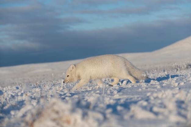 Volpe artica selvaggia (Vulpes Lagopus) nella tundra nell'orario invernale. Volpe artica bianca.