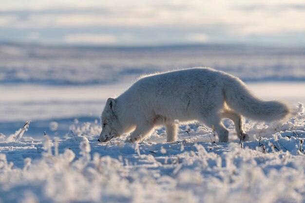 Volpe artica selvaggia (Vulpes Lagopus) nella tundra nell'orario invernale. Volpe artica bianca.