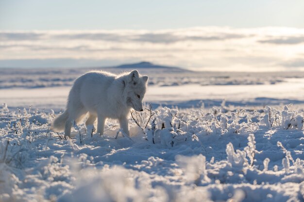 Volpe artica selvaggia (Vulpes Lagopus) nella tundra nell'orario invernale. Volpe artica bianca.