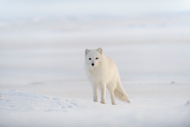 Volpe artica selvaggia (Vulpes Lagopus) nella tundra nell'orario invernale. Volpe artica bianca.