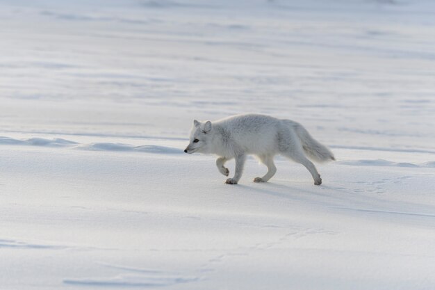 Volpe artica selvaggia (Vulpes Lagopus) nella tundra nell'orario invernale.