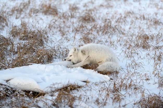 Volpe artica (Vulpes Lagopus) giocando con immondizia di plastica nella tundra invernale