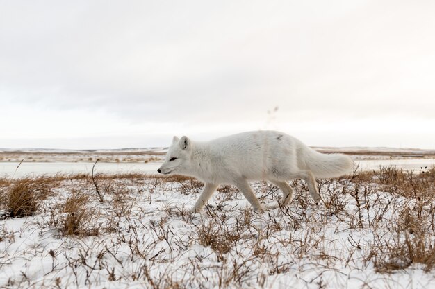 Volpe artica (Vulpes Lagopus) in inverno nella tundra siberiana