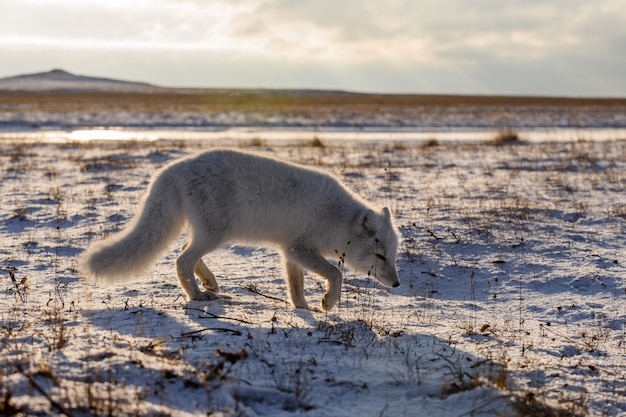 Volpe artica (Vulpes Lagopus) in inverno nella tundra siberiana