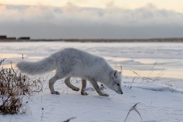 Volpe artica Vulpes Lagopus in inverno nella tundra siberiana