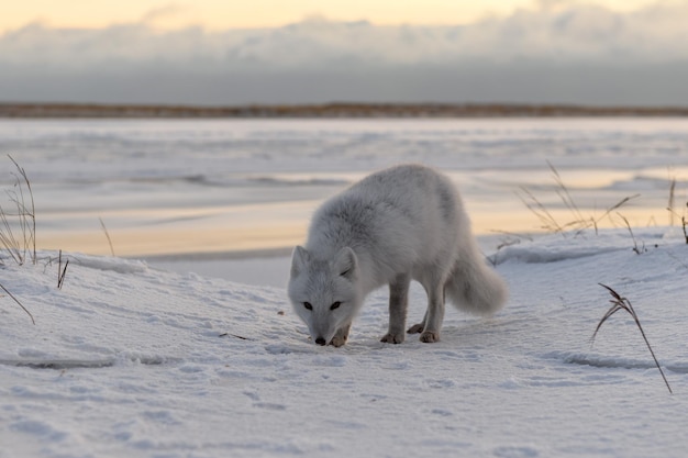 Volpe artica Vulpes Lagopus in inverno nella tundra siberiana