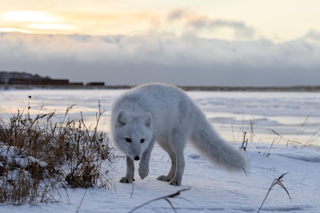 Volpe artica Vulpes Lagopus in inverno nella tundra siberiana