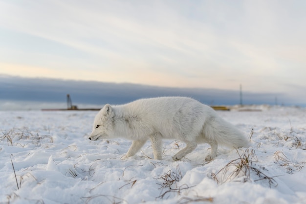 Volpe artica (Vulpes Lagopus) nel periodo invernale nella tundra siberiana con background industriale.