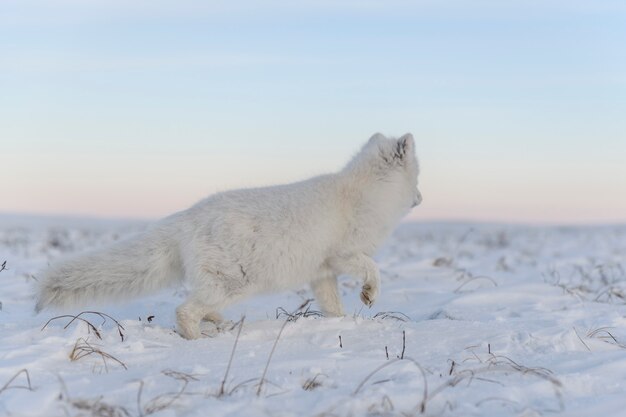 Volpe artica (Vulpes Lagopus) nell'orario invernale nella tundra siberiana con background industriale.