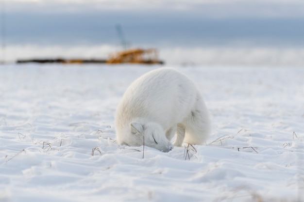 Volpe artica (Vulpes Lagopus) nell'orario invernale nella tundra siberiana con background industriale.