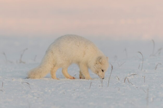 Volpe artica (Vulpes Lagopus) nella tundra selvaggia all'ora del tramonto. Ora d'oro.