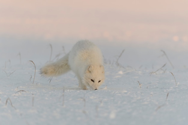 Volpe artica (Vulpes Lagopus) nella tundra selvaggia all'ora del tramonto. Ora d'oro.