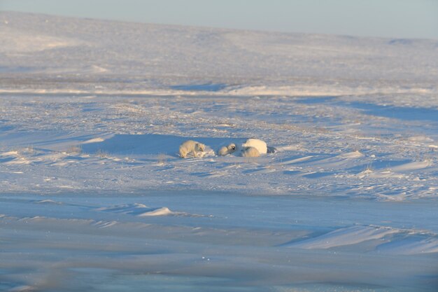 Volpe artica (Vulpes Lagopus) nella tundra selvaggia. Menzogne della volpe artica. Dormire nella tundra.