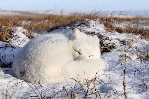Volpe artica (Vulpes Lagopus) nella tundra selvaggia. Menzogne della volpe artica. Dormire nella tundra.