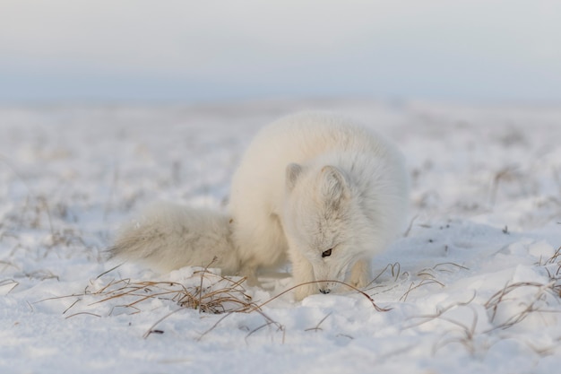 Volpe artica (Vulpes Lagopus) nella tundra selvaggia. Menzogne della volpe artica.