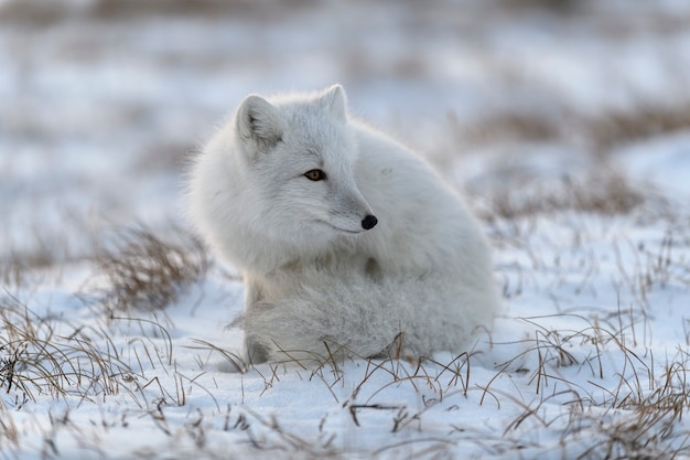 Volpe artica (Vulpes Lagopus) nella tundra selvaggia. Seduta di volpe artica.