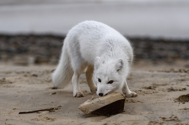 Volpe artica (Vulpes Lagopus) nella tundra selvaggia. Volpe artica che gioca con il legno.