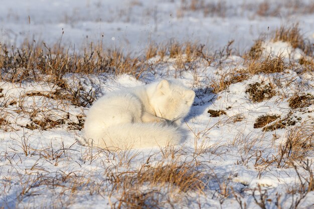 Volpe artica (Vulpes Lagopus) nella tundra selvaggia. Volpe artica sdraiata. Dormire nella tundra.