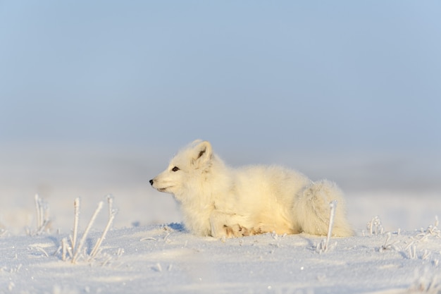 Volpe artica (Vulpes Lagopus) nella tundra selvaggia. Volpe artica sdraiata. Dormire nella tundra.