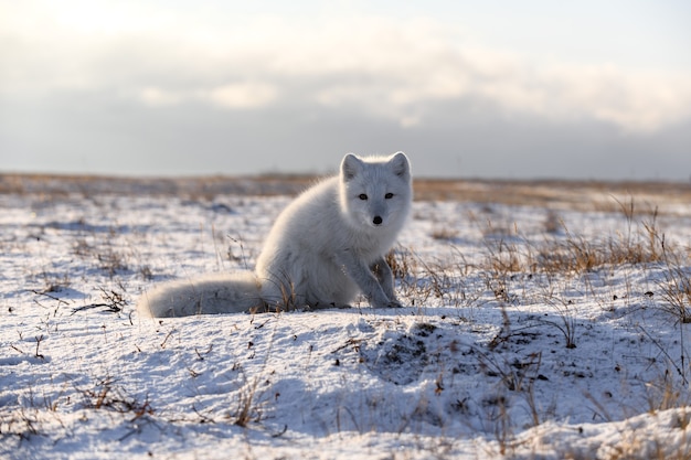 Volpe artica (Vulpes Lagopus) nella tundra selvaggia. Volpe artica seduta.