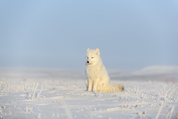 Volpe artica (Vulpes Lagopus) nella tundra selvaggia. Volpe artica seduta.