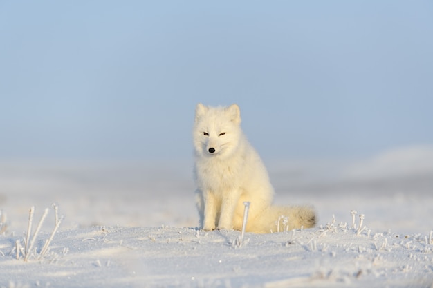 Volpe artica (Vulpes Lagopus) nella tundra selvaggia. Volpe artica seduta.