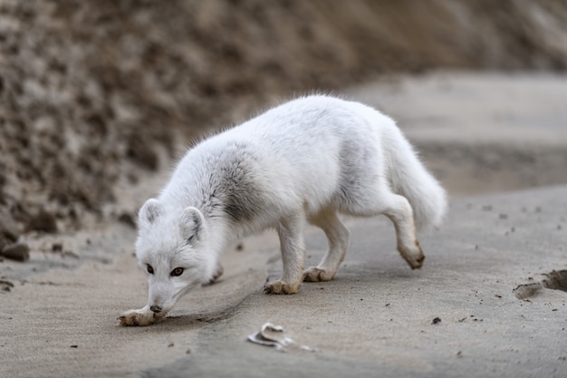 Volpe artica (Vulpes Lagopus) nella tundra selvaggia. Volpe artica sulla spiaggia.